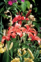 Foto: Dr. Jörg M. Giffei